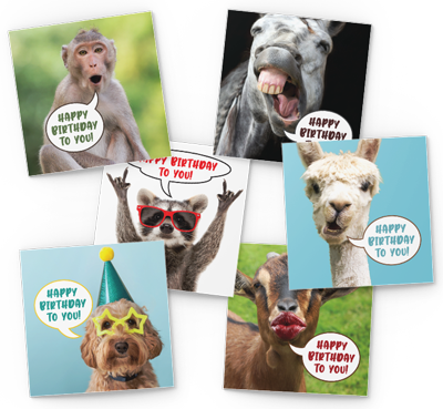 funny animals birthday card pack
